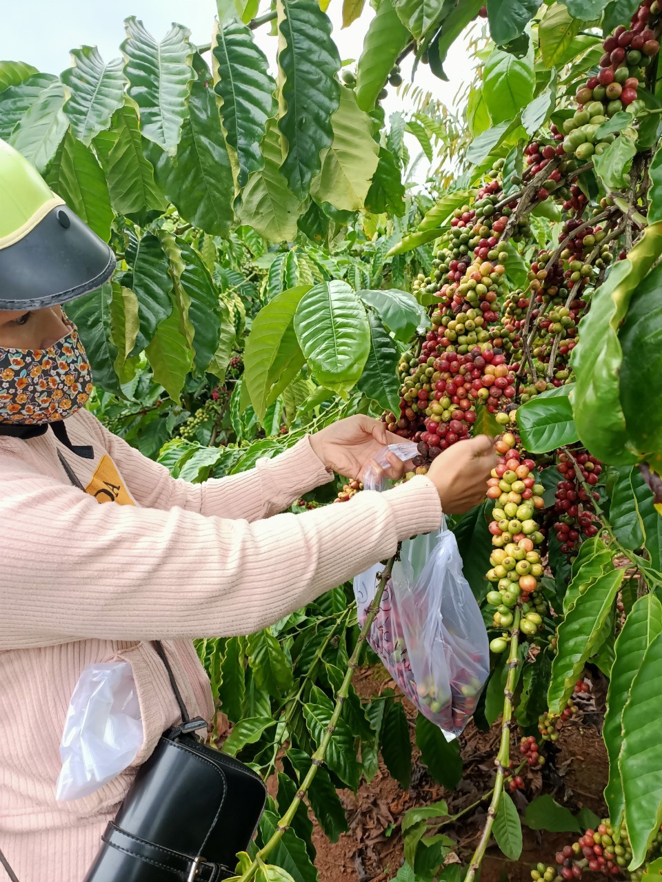 Hinh 3. Lấy mẫu cà phê quả tươi trong vườn cà phê vùng Compact Krông Năng